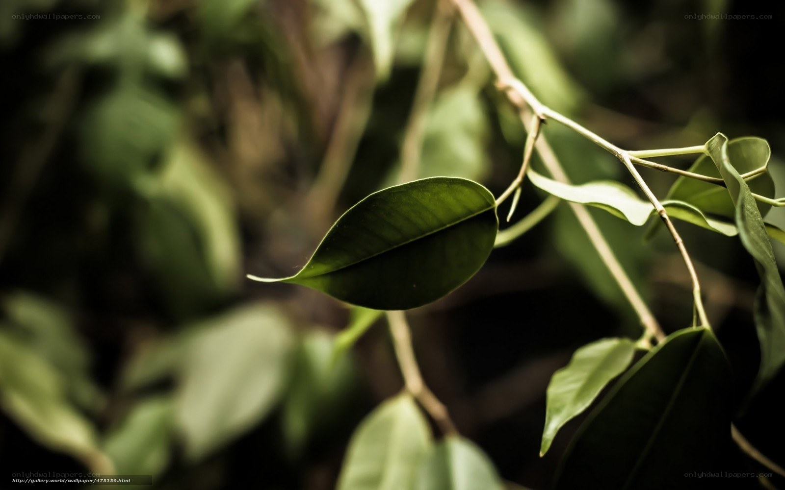 green leaf on a branch