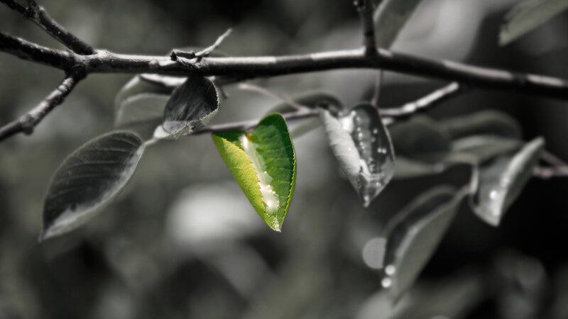 green leaf on a branch