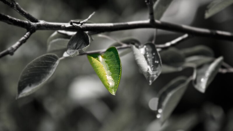 green leaf on a branch