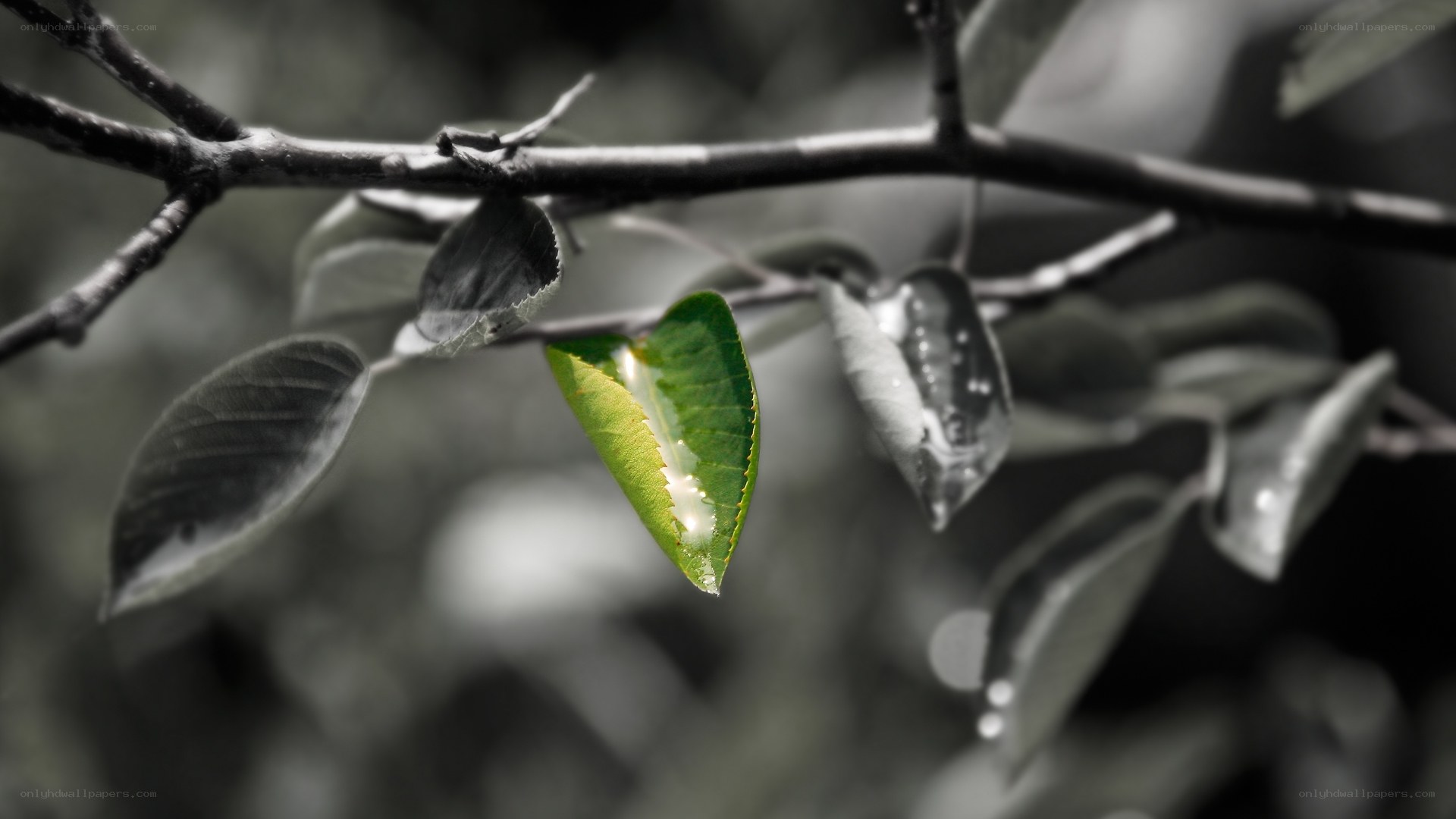 green leaf on a branch
