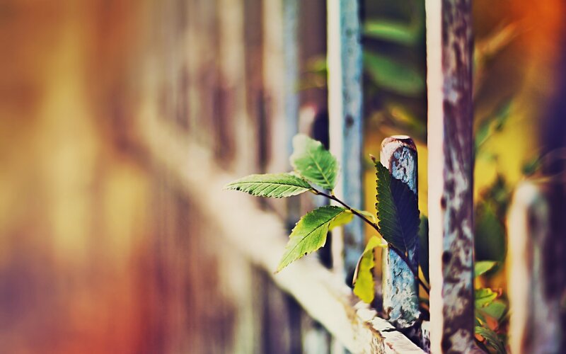 green leaf on a fence