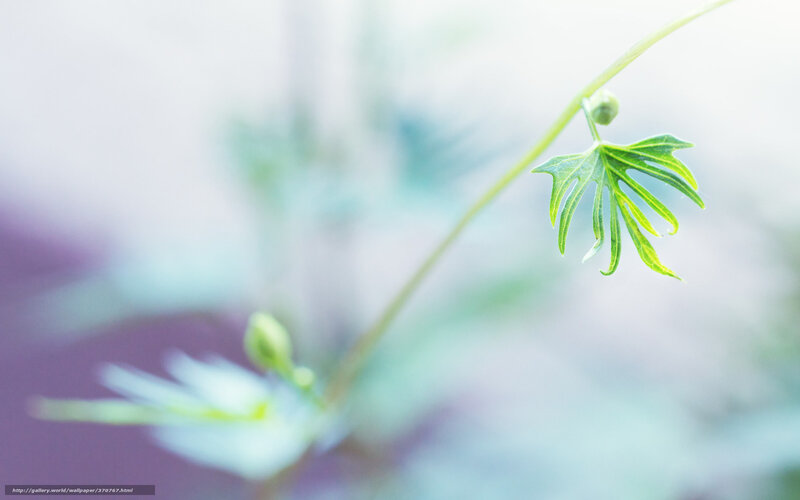 Green Leaf on a Stem — Serene