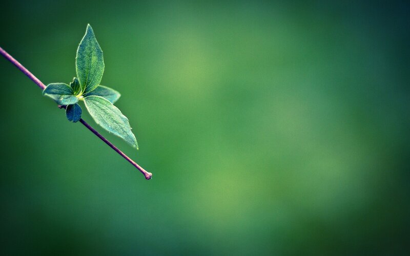Green Leaf on a Stem
