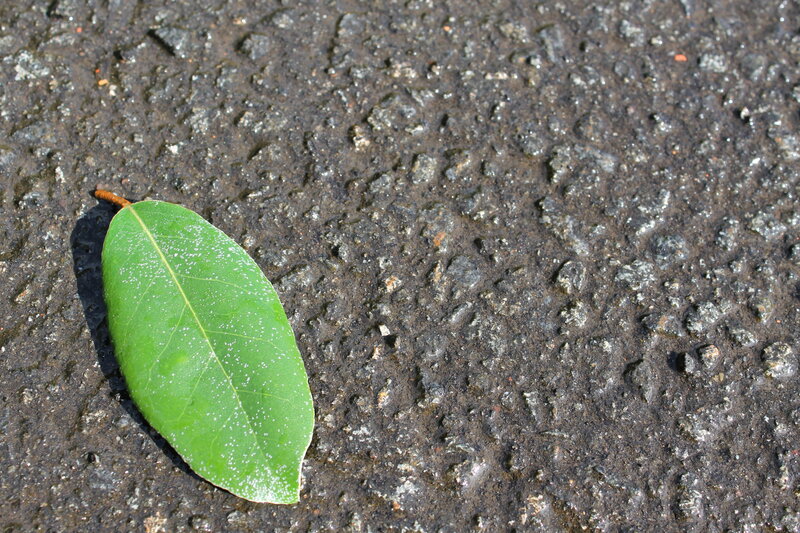 Green Leaf on Asphalt