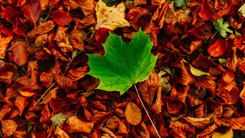 Green Leaf on Autumn Leaves