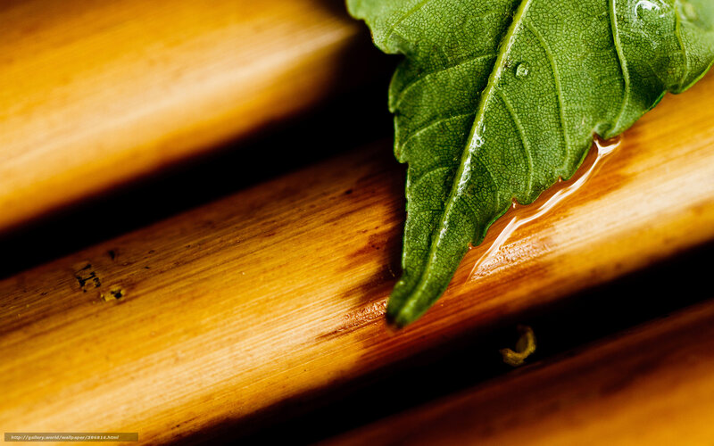 Green leaf on bamboo surface