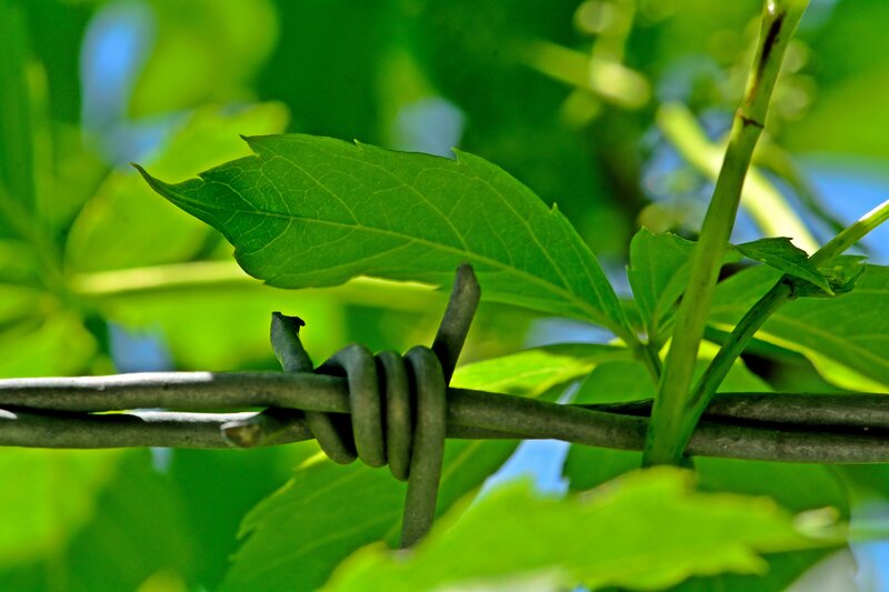 Green Leaf on Barbed Wire