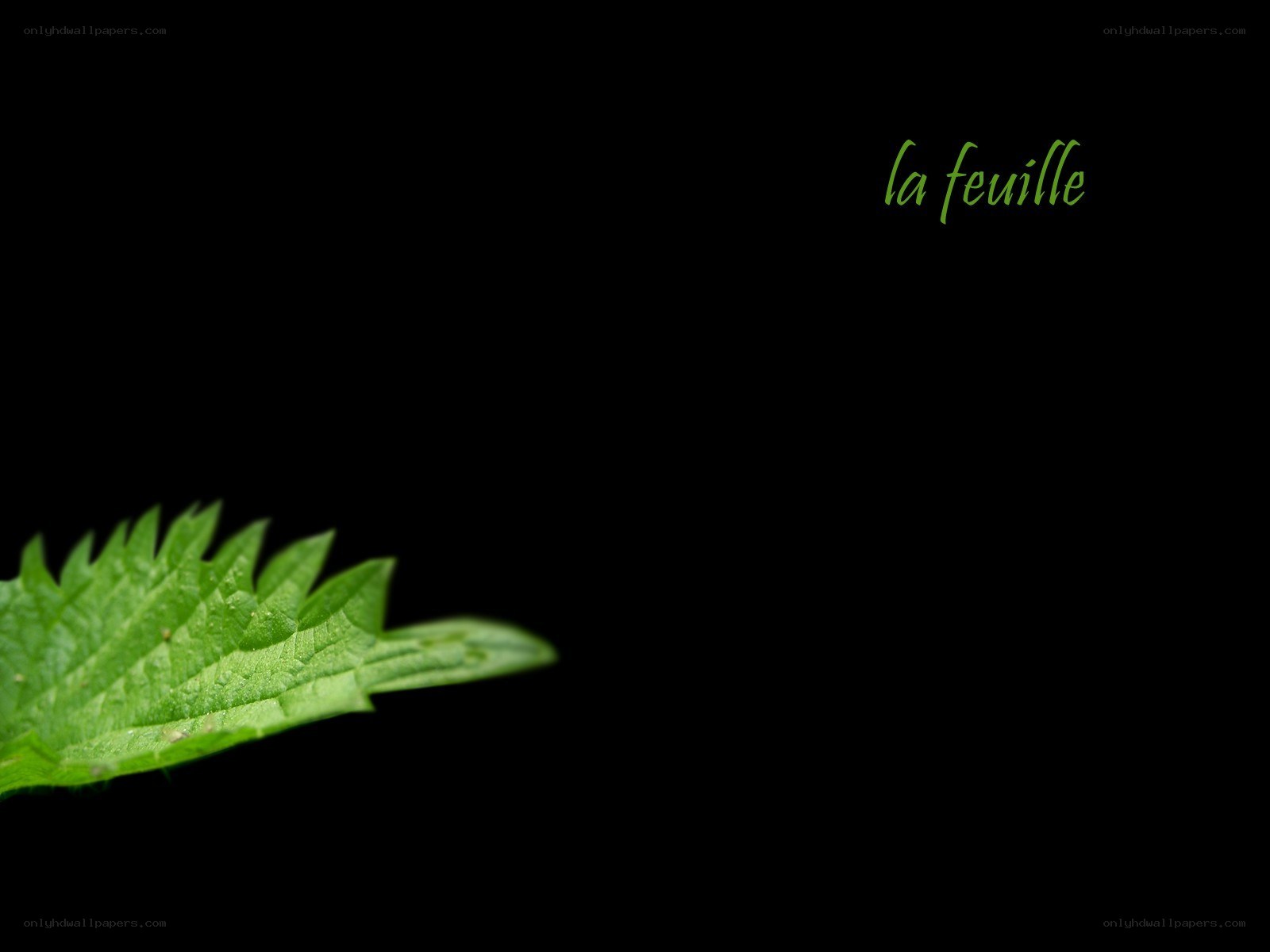 green leaf on black background