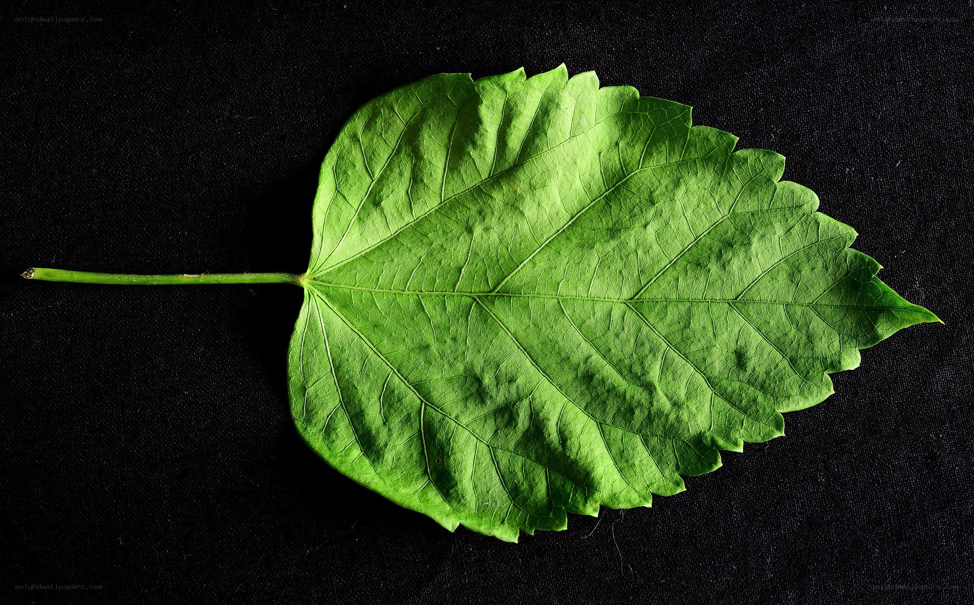 green leaf on black background