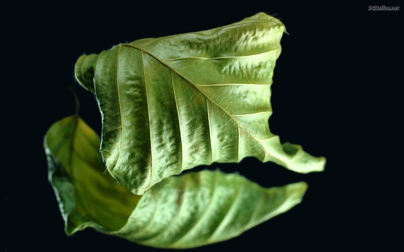 Green Leaf on Black — Dramatic