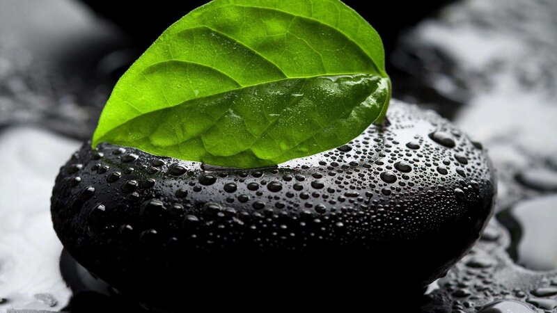 Green Leaf on Black Stone — Serene