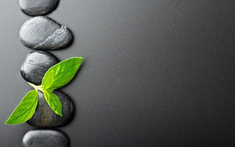 green leaf on black stones