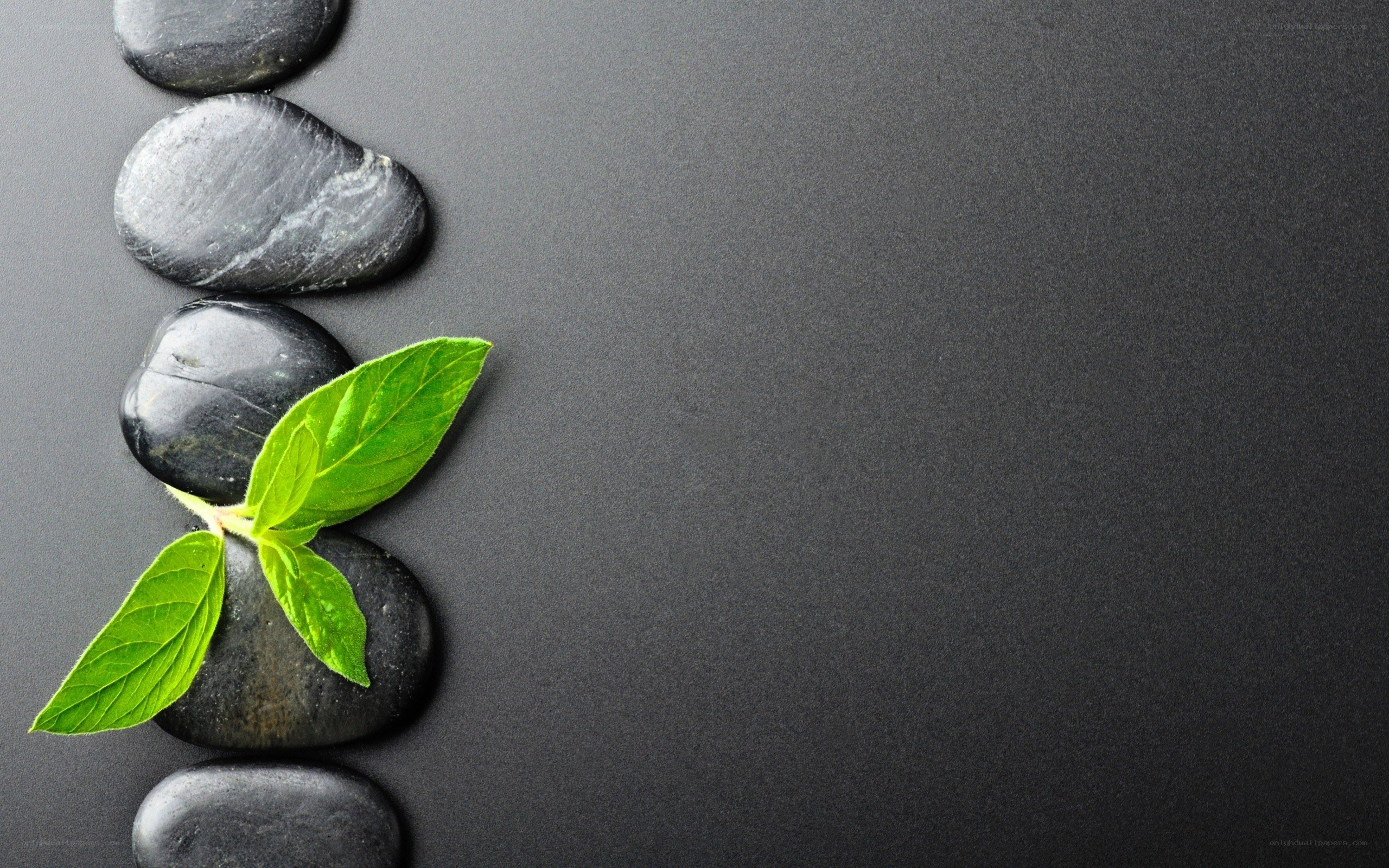 green leaf on black stones