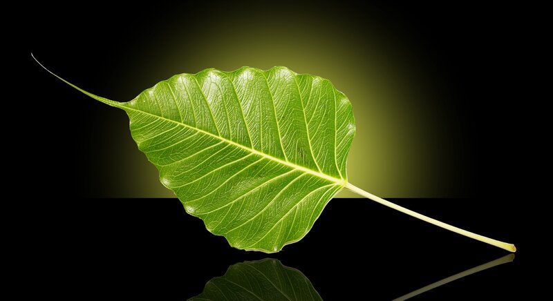 Green Leaf on Black