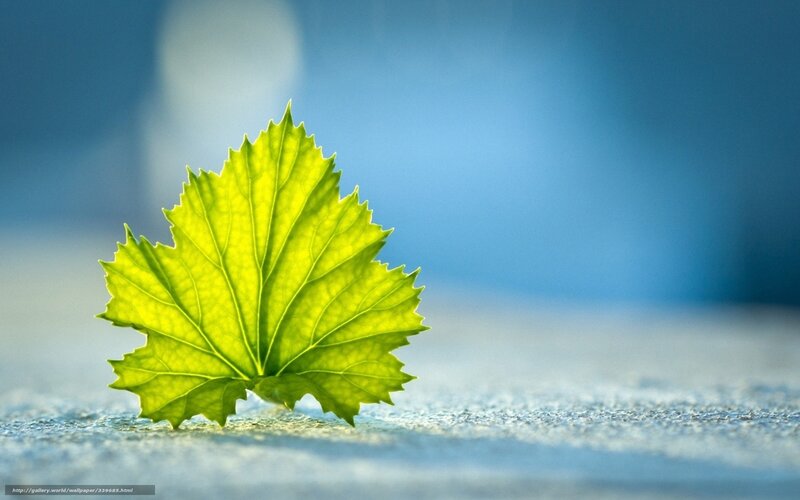 green leaf on blue background