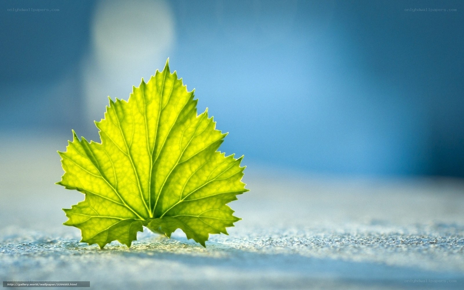 green leaf on blue background