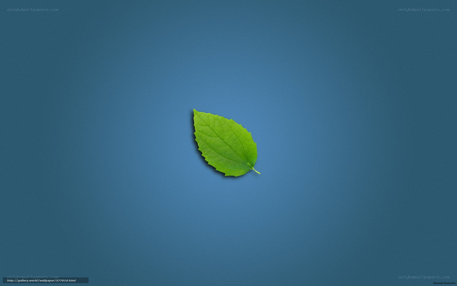 green leaf on blue background