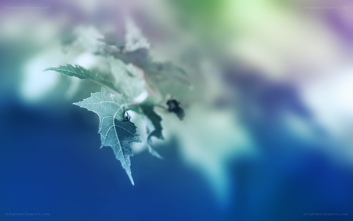 green leaf on blue background
