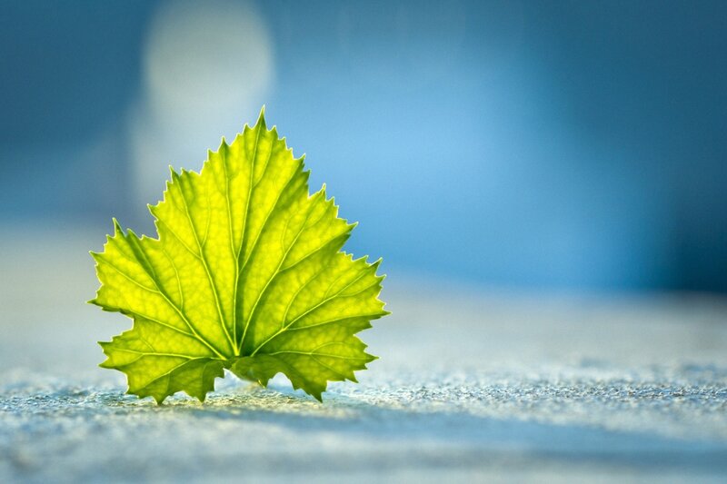 green leaf on blue background