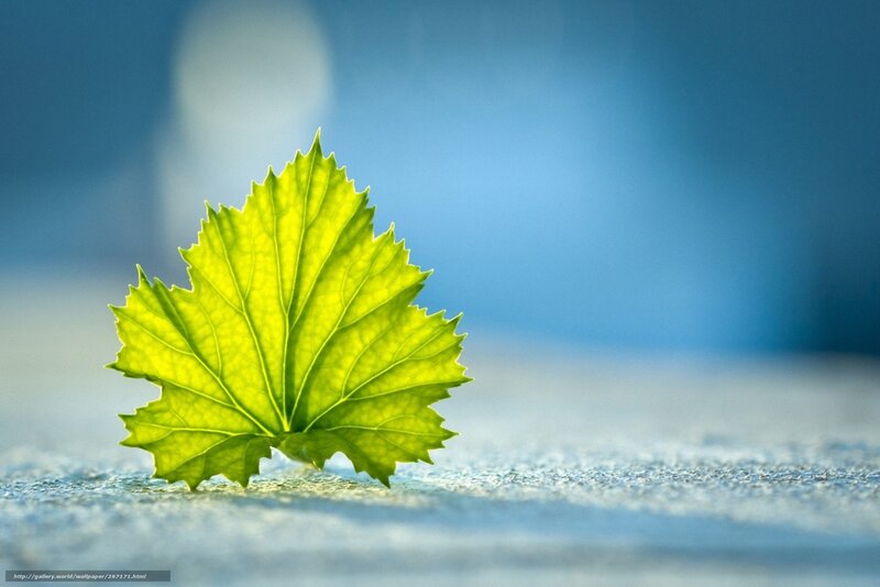 green leaf on blue background