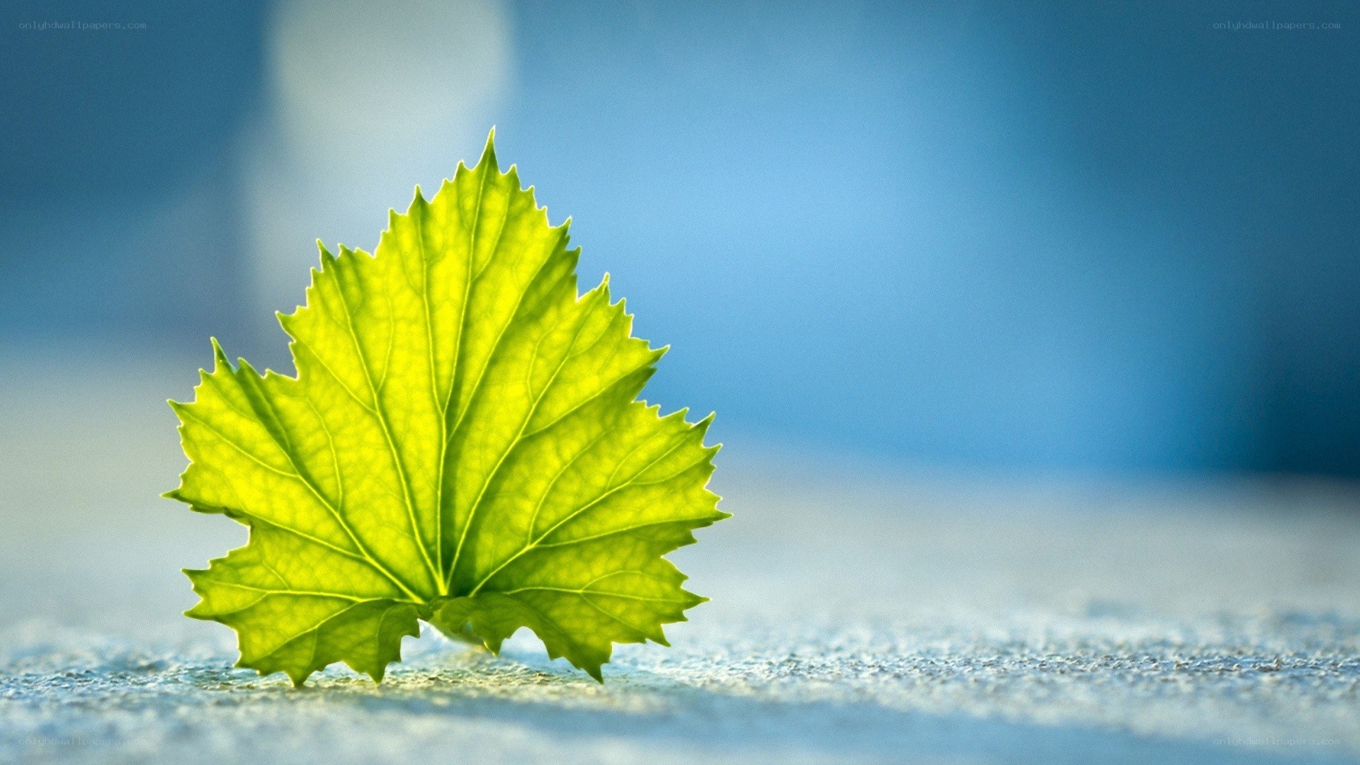 green leaf on blue surface