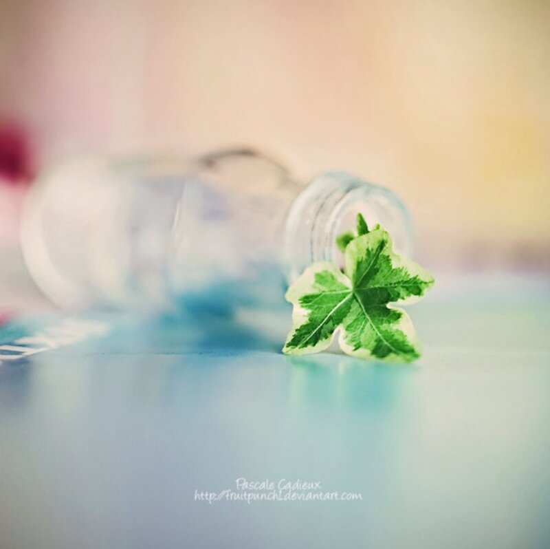 Green Leaf on Blue Surface — Serene