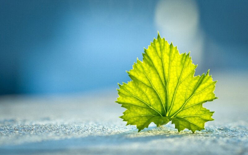 green leaf on blue surface