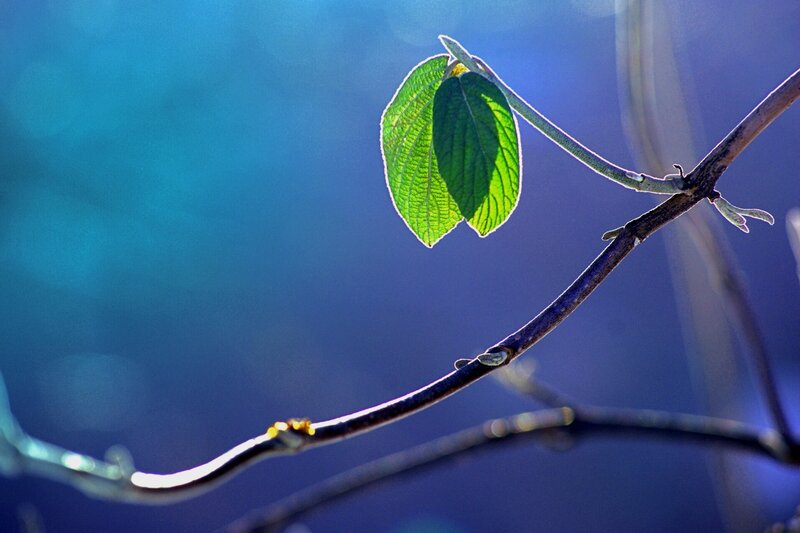 Green Leaf on Branch — Blue, Serene, Morning