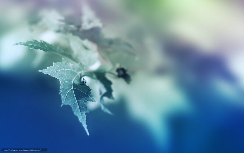 Green Leaf on Branch — Blue, Serene, Photograph