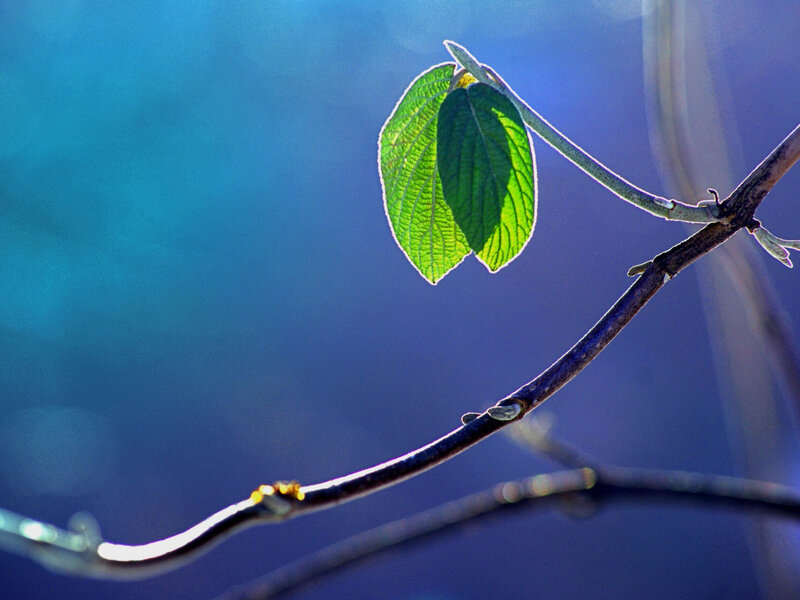 Green Leaf on Branch — Blue, Serene