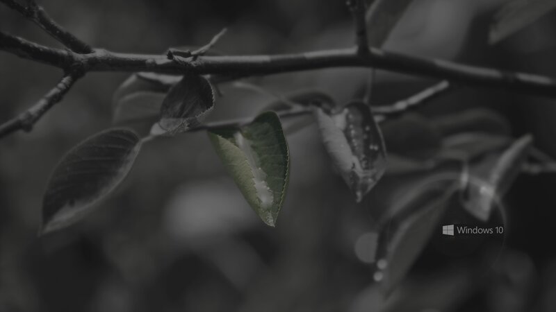 Green Leaf on Branch — Gray