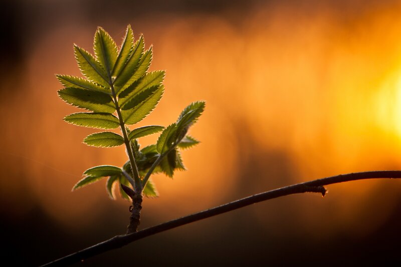 Green Leaf on Branch — Orange