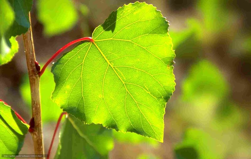 Green Leaf on Branch — Serene, Afternoon, Photograph, Sunlight