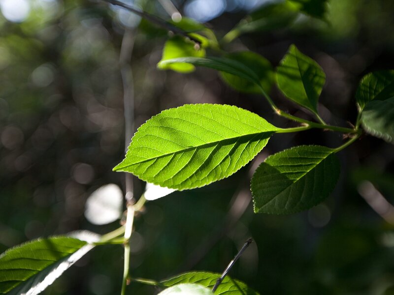 Green Leaf on Branch — Serene, Afternoon, Photograph