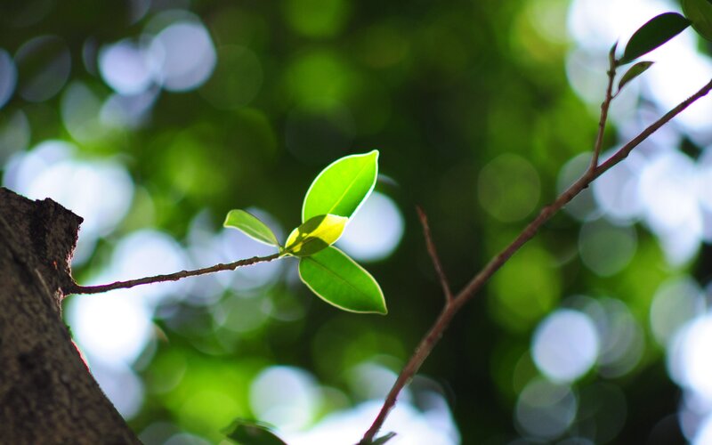 Green Leaf on Branch — Serene, Afternoon, Photograph, Tree Trunk