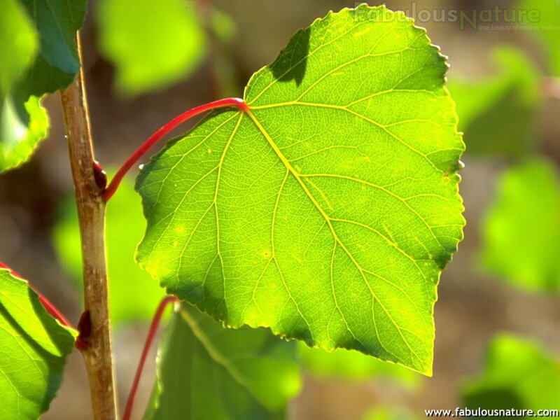 Green Leaf on Branch — Serene, Afternoon