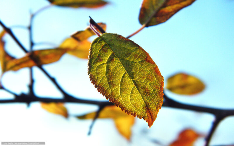 Green Leaf on Branch — Serene, Autumn