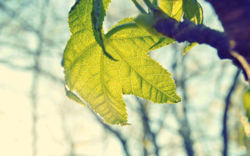 Green Leaf on Branch — Serene, Morning, Photograph