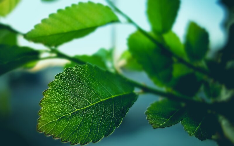 Green Leaf on Branch — Serene, Morning