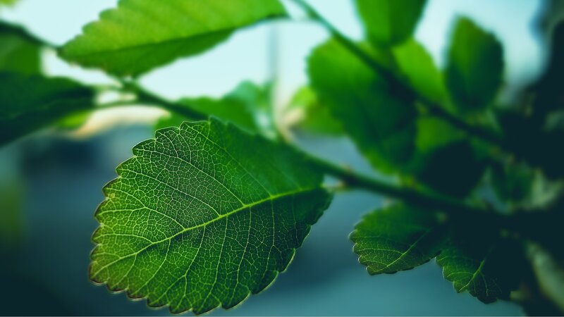 Green Leaf on Branch — Serene, Photograph, Background Blur
