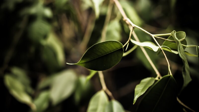 Green Leaf on Branch — Serene, Photograph, Leaves