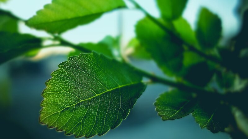 Green Leaf on Branch — Serene, Photograph, Sky