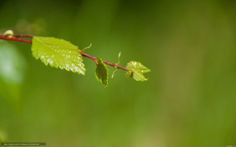 Green Leaf on Branch — Serene, Spring, Photograph, Background