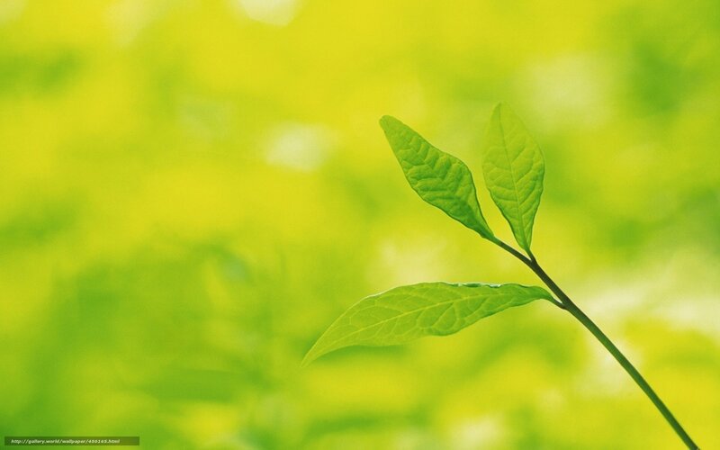 Green Leaf on Branch — Serene, Spring, Photograph, Leaves, Background