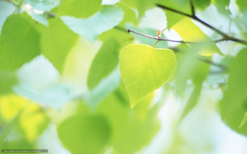 Green Leaf on Branch — Serene, Spring, Photograph, Leaves, Sunlight