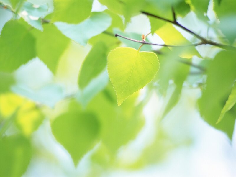 Green Leaf on Branch — Serene, Spring, Photograph, Leaves, Sunlight, White