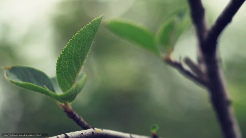 Green Leaf on Branch — Serene, Spring, Photograph