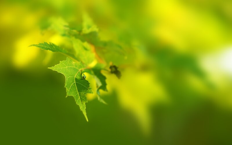 Green Leaf on Branch — Serene, Spring
