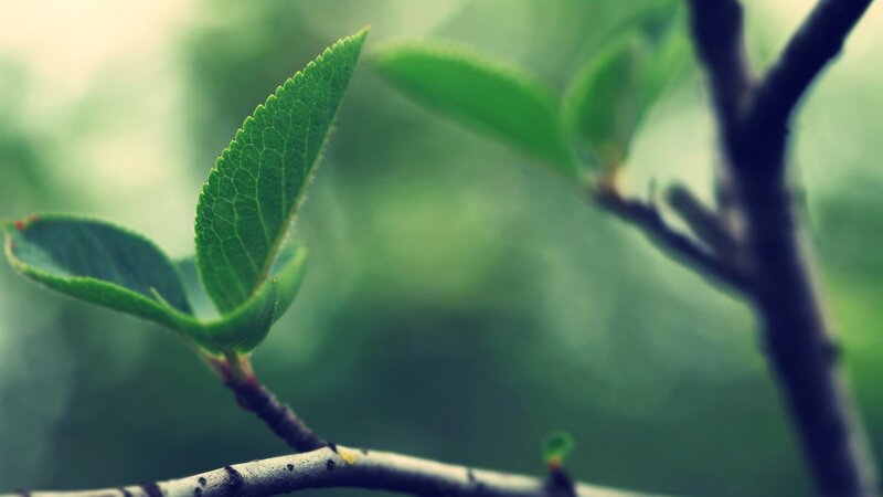 Green Leaf on Branch — Spring