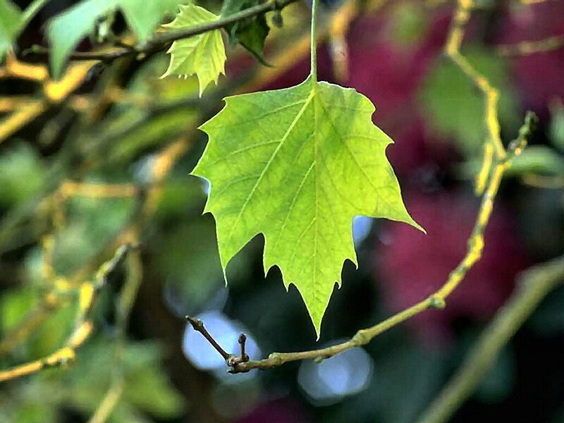 Green Leaf on Branch